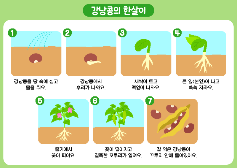 강낭콩의 한살이